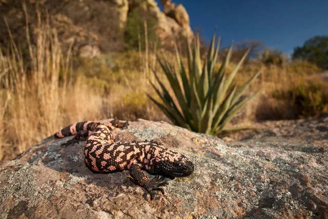 Reticulate Gila monster (Heloderma suspectum) in Arizona, US. A heavy, slow-moving lizard, up to two-feet long, it is the only venomous lizard native to the US and one of only two known species of venomous lizards in North America. (Photo by Jared Hobbs/Alamy Stock Photo)
