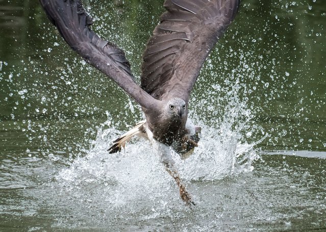 An eagle swoops in and expertly plucks out a fish. The large bird of prey was seen using its razor sharp talons to prize the fish away and keep hold of it before eating it. These dramatic pictures of the grey-headed eagle were taken by hobby photographer ZawZaw Aung in Ulu Pandan Park Connector, Singapore on May 28, 2024. (Photo by ZawZaw Aung/Solent News/Shutters/Shutterstock Editorial/Profimedia)