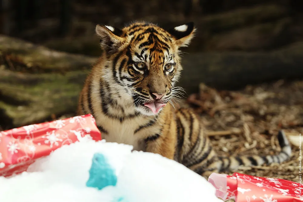 Zoo Animals Receive Christmas Treats