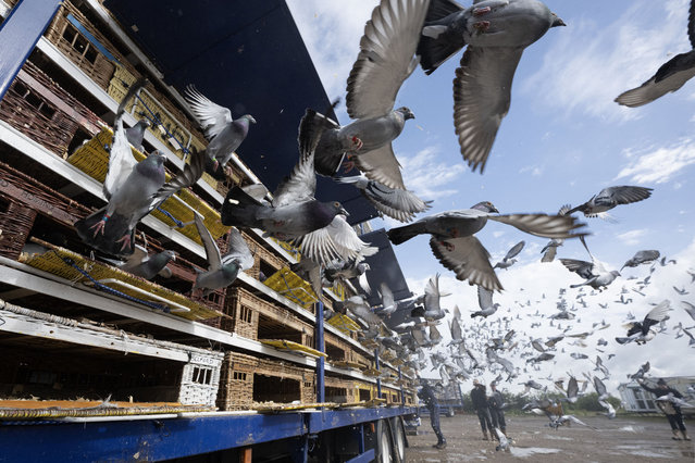 Thousands of racing pigeons are released in an 'Up North Combine' liberation in Grantham, England on June 16, 2024. A total of around 6,000 birds were released in three sections. Depending on the distance of their lofts from the liberation site, some homing pigeons will fly for over 200 miles. Founded in 1905, the Up North Combine is an amalgamation of 23 pigeon racing Federations in the north of England from Staithes to Berwick-upon-Tweed. (Photo by Oli Scarff/AFP Photo)