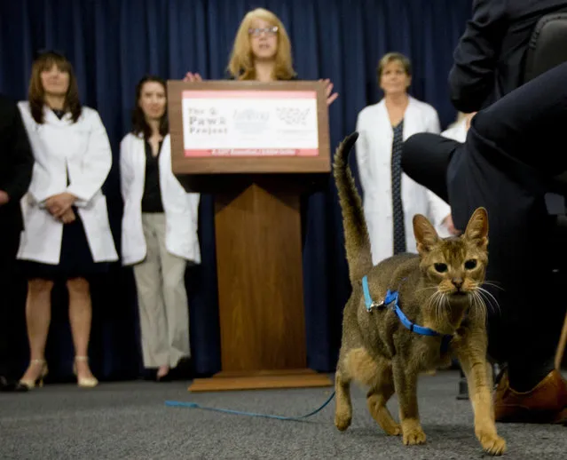 A cat named Rubio walks in front of the podium during a news conference on Tuesday, May 17, 2016, in Albany, N.Y. New York would be the first state to ban the declawing under a legislative proposal that has divided veterinarians. (Photo by Mike Groll/AP Photo)