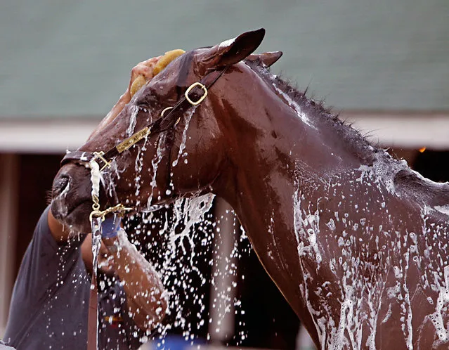 Looking At Lee gets a bath outside Barn 38 at Churchill Downs in Louisville, Ky., Monday, May 1, 2017, following his final work out for the May 6 Kentucky Derby horse race. (Photo by Garry Jones/AP Photo)