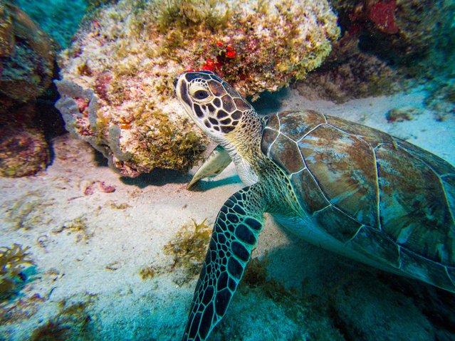 A green sea turtle rests on the bottom of the Arashi reef off the coast of Noord in Aruba on November 15, 2023. (Photo by Joseph Prezioso/AFP Photo)