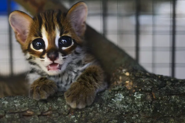 A rescued baby Asian leopard cat is seen at a natural resources conservation agency (BKSDA) in Banda Aceh, Indonesia on November 5, 2019. (Photo by Chaideer Mahyuddin/AFP Photo)