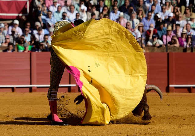 Peruvian bullfighter Andres Roca Rey performs a pass on a bull with a capote during a bullfight at La Maestranza bullring in Seville on April 21, 2023. (Photo by Cristina Quicler/AFP Photo)