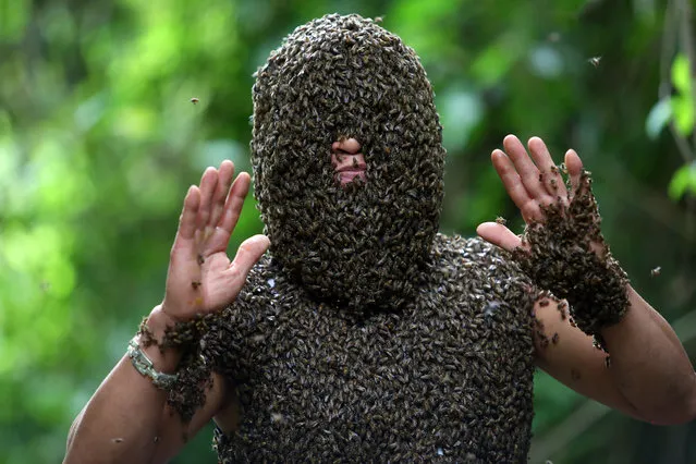 Bee keeper Bui Duy Nhat stands while thousands of wild bees land on his body, in Nua Ngam commune, Dien Bien province, Vietnam, 26 May 2017 (issued 01 June 2017). Nhat, 41, is known as one of a few people in Vietnam who can engage in bee bearding. Nhat began to get acquaintanced with wild bees, learn their activities and try to interact with them in 1993. Without using any protective gear, apart from covering his ears, Nhat can gather the wild bees in about 20 minutes, he can even talk and move while letting his face and a part of the body be covered with thousands of wild bees. According to Nhat, in order to attract the wild bees, he captures the queen bee and keeps her on his person, which causes members of the bee hive to land on his body. (Photo by Pham Ngoc Thanh/EPA)