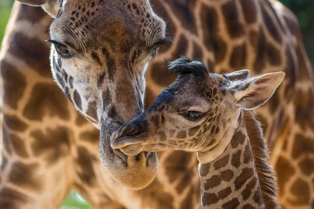 In this image provided by the San Diego Zoo, Harriet, a Masai giraffe, attends to her four-day-old calf at the San Diego Zoo Thursday June 19, 2014. The male was born on June 16, standing 6 feet 2 inches tall and weighing 146 lbs. This is Harriet's second calf; the little one�s father is Silver, the herd's sire. (Photo by Ken Bohn/AP Photo/San Diego Zoo)