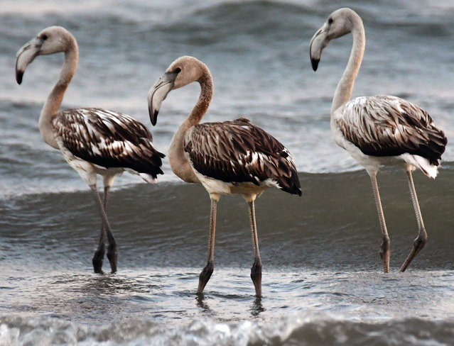 Migratory flamingo birds rest in the Nea Kios wetland in Argolida, near Nafplio, Greece, 28 August 2024. The autumn migration of birds is in progress. (Photo by Bougiotis Evangelos/EPA/EFE)