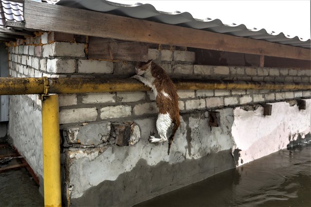 A cat tries to keep hanging on a gas pipe as she tries to escape from a flooded area of Kherson, Ukraine, 07 June 2023. Ukraine has accused Russian forces of destroying a critical dam and hydroelectric power plant on the Dnipro River in the Kherson region along the front line in southern Ukraine on 06 June. A number of settlements were completely or partially flooded, Kherson region governor Oleksandr Prokudin said on telegram. Russian troops entered Ukraine in February 2022 starting a conflict that has provoked destruction and a humanitarian crisis. (Photo by Mykola Tymchenko/EPA/EFE)