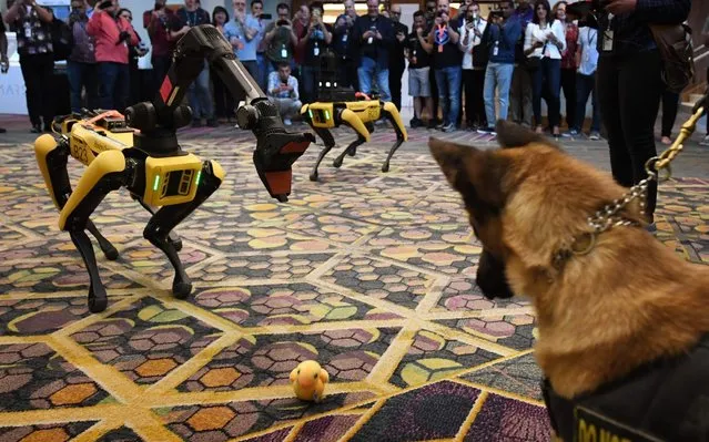 Kedy the Security K9 meets robotic dogs called Spot and built by Boston Dynamics during the Amazon Re:MARS conference on robotics and artificial intelligence at the Aria Hotel in Las Vegas, Nevada on June 4, 2019. (Photo by Mark Ralston/AFP Photo)