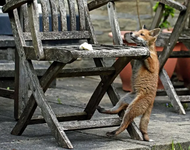 A fox cub gets up to mischief in a garden in Halifax, West Yorkshire on May 10, 2022. The homeowners say a family of foxes visit regularly from their nearby den. (Photo by Steve Midgley/Solent News)