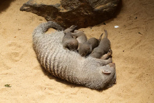 Central Park Zoo welcomes four banded baby mongoose aged two weeks in New York City. Banded mongooses (scientific name Mungos mungo) are a common sight throughout sub-Saharan Africa. They are about the size of a small cat and live in extended family groups of around twenty adults plus their offspring. Each group or family sleeps together each night in a communal underground den, changing between den sites every 3-5 days. (Photo by Dan Callister/PacificCoastNews)