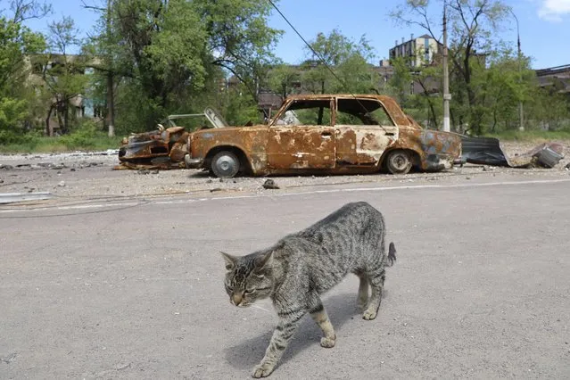 A cat walks past burned out cars in Mariupol, in territory under the government of the Donetsk People's Republic, eastern Ukraine, Tuesday, May 17, 2022. (Photo by Alexei Alexandrov/AP Photo)