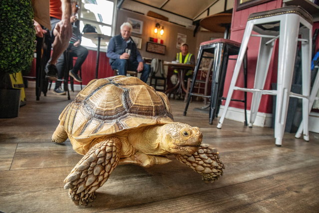 Jackie Leek takes her giant pet tortoise — an eight-year-old African sulcata called Mr Miyagi — on his regular walk to the Crossing Pub in Morecambe, UK on September 25, 2024. Mr Miyagi, who weighs about three stone and will eventually reach ten, also enjoys caravanning holidays. (Photo by William Lailey/South West News Service)