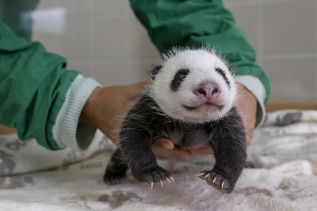 This recent handout photo released by the Berlin Zoological Garden on September 25, 2024 shows a keeper holding one of two Giant Panda cubs born at the zoo in Berlin, Germany. Female Giant Panda Meng Meng has given birth to twins on August 22, 2024, five years after giving birth to her first offspring. Both cubs are developing rapidly and have increased their weight tenfold, the zoo said in a statement. (Photo by Handout/Berlin Zoological Garden/AFP Photo)