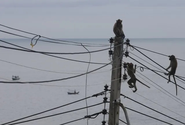 Monkeys climb on the cables at the Wat Khao Takiab temple area in Hua Hin city, Prachuap Khiri Khan Province, Thailand, 15 July 2017. (Photo by Narong Sangnak/EPA/EFE)