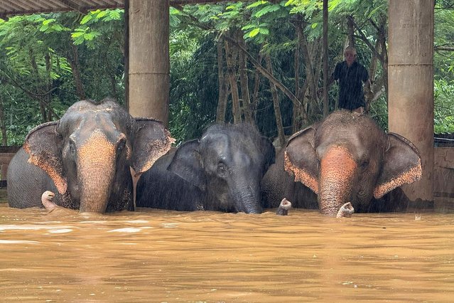 This photo provided by the Elephant Nature Park shows three of the roughly 100 elephants who are stuck in rising flood waters at the park in Chiang Mai Province, Thailand, Thursday, October 3, 2024. (Photo by Darrick Thompson/Elephant Nature Park via AP Photo)