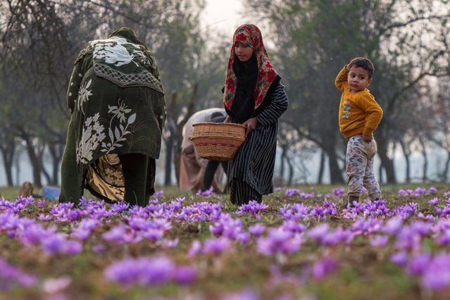 Kashmiri farmers collect saffron flowers at a field during the saffron harvest season in Pampore, area in the outskirts of Srinagar on November 2, 2024. The saffron is a spice derived from the flower of Crocus sativus and is harvested once a year from October 21 to mid-November. The world's most expensive spice-Kashmiri saffron, often referred to as "Red Gold" which sells for more than 10,000 US dollars a kilogram, is considered one of the best varieties due to its superior quality and distinct flavor and aroma. It has been associated with traditional Kashmiri cuisine and represents the rich cultural heritage of the region, with its history spanning more than 3,500 years. However, saffron farmers have witnessed a decline in production over the years due to changing climatic conditions. (Photo by Faisal Bashir/SOPA Images/Rex Features/Shutterstock)