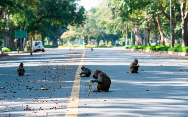 Monkeys eat bananas at a street during a government-imposed nationwide lockdown as a preventive measure against the spread of the COVID-19 coronavirus in New Delhi on April 2, 2020. (Photo by Jewel Samad/AFP Photo)