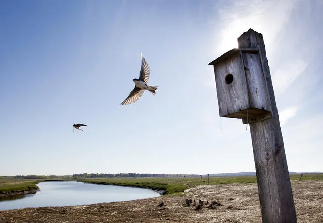 A pair of tree swallows circle their nesting box, Thursday, May 16, 2013, at the Scarborough Marsh in Scarborough, Maine. (Photo by Robert F. Bukaty/AP Photo)