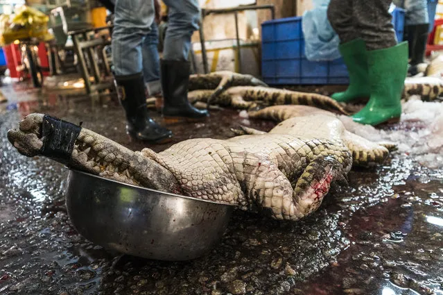 A dead crocodile is seen on Huangsha Seafood Market in Guangzhou, Guandong Province, China, 22 January 2018. Tsukiji Market of China or Huangsha Seafood Market is biggest one in Southern China and one of the biggest in China, as there are literally hundreds of different varieties of fish and seafood scattered throughout the market. Since the proximity of the fish market is so close to the Zhujiang River, it's quite easy for the large fishing vessels and fishermen to unload their fresh catch right at the market, which ensures that the fish and seafood remain fresh. Fish and other seafood are coming there from all around the globe. Seafood Market is full of different kinds of live fish, live shellfish, and live seafood on display in crystal clear tanks and it's common to see 5-star chefs, retailers and expats to source for fresh and high-quality seafood supplies for reasonable prices. While it is a wholesale fish market, since many Guangzhou restaurants and businesses come to purchase their seafood here, the public is welcome to come and even purchase. Many local Chinese have the vendors slice up fresh salmon fillets to take home or carry seafood into one of the nearby specialty restaurants, where they will cook if for them and serve it with vegetables and other side dishes of their choice. One of the biggest attractions for both, tourists and buyers, on market are crocodiles, which are brought there alive in wooden cases with taped jaws so they can?t accidentally bite. They are from crocodile farms from Guangdong, China and from Vietnam. Crocodile meat is popular in most Asian countries and it is consider as delicate one. Crocodiles weight from 10 to 25 kg and bigger ones are about 2 years old. They cost about 70 RMB (8.90 EURO) when bout as whole, or if you buy as parts most expensive and appreciated parts are paws 120 RMB (15.26 EURO) per kg, and tail 100 RMB (12.72 EURO) per kg. (Photo by Aleksandar Plavevski/EPA/EFE)