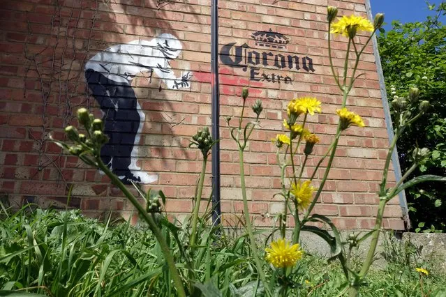 A Corona Extra mural is seen on the side of a building in Aylesford, following the outbreak of the coronavirus disease (COVID-19), Aylesford, Britain, May 1, 2020. (Photo by Adam Oliver/Reuters)