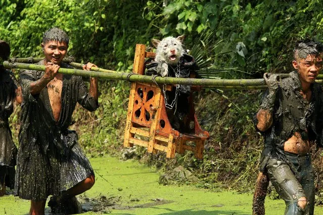Men carry a dog, wearing a costume and seated on a stool, as a form of respect as they believe that dogs found water for their ancestors, during a local festival for the Miao ethnic minority in Jianhe county, Guizhou Province, China, August 14, 2016. (Photo by Reuters/China Daily)