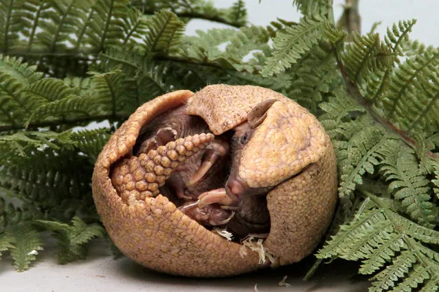 Edinburgh Zoo is proud to introduce this baby three-banded armadillo Rica who was born to mum Rio and dad Rodar in Edinburgh, Scotland, UK on Sunday 24 August 2014. (Photo by SWNS/ABACAPress)
