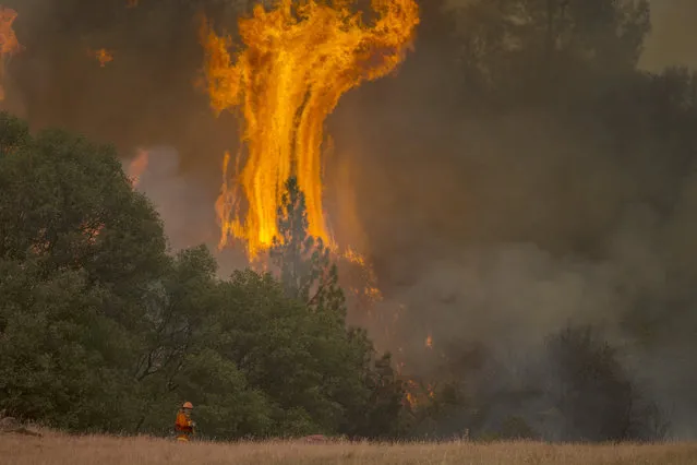 Tall flames rise behind a firefighting inmate hand crew member at the Butte Fire are seen on September 13, 2015 near San Andreas, California. California governor Jerry Brown has declared a state of emergency in Amador and Calaveras counties where the 100-square-mile wildfire has burned scores of structures so far and is threatening 6,400 in the historic Gold Country of the Sierra Nevada foothills. (Photo by David McNew/Getty Images)