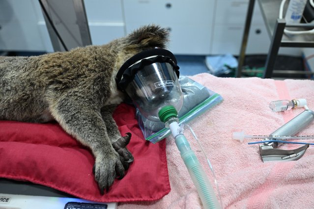 Vet staff tend to an injured koala that fell out of a tree on March 09, 2025 in Byron Bay, Australia. Australia's east coast is experiencing severe weather as ex-Tropical Cyclone Alfred moves south. While downgraded from cyclone status, the weather system continues to bring damaging winds, heavy rainfall, and flash flooding, particularly in the Gold Coast and northern NSW regions. Environmental charity Byron Bay Wildlife Hospital today reopened its doors to a flood of patients impacted by the destructive weather event. Working with local wildlife rescue groups, during the first few hours of re-opening native animal patients included an injured koala, an eastern grey kangaroo, a Flying fox, Sea Turtle hatchlings and a Swamp hen. Since 2020, the charity organisation operates a fully licensed veterinary hospital for sick, injured and orphaned wildlife. Reliant on donations, the hospital's service is free of charge. (Photo by James D. Morgan/Getty Images)