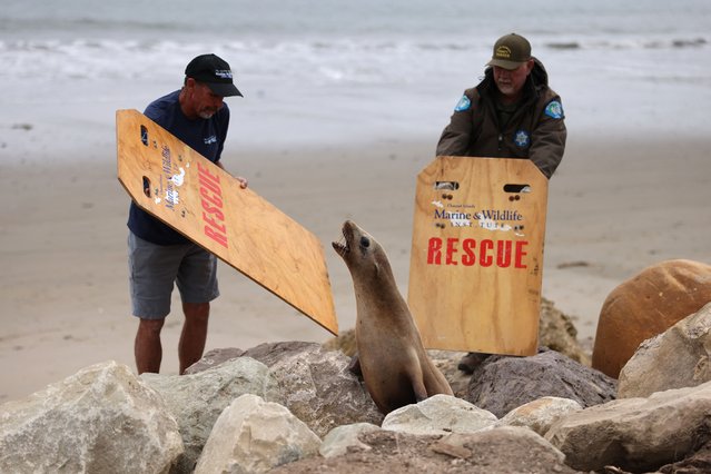 A sick California sea lion with possible domoic acid poisoning is rescued to be evaluated by volunteers from CIMWI (Channel Islands Marine & Wildlife Institute) in Santa Barbara, California, on March 25, 2025. Over a hundred sea lions, dolphins and other marine mammals, including birds, have been sickened by domoic acid poisoning from algal blooms in Southern California since February, US media reported. (Photo by David Swanson/AFP Photo)