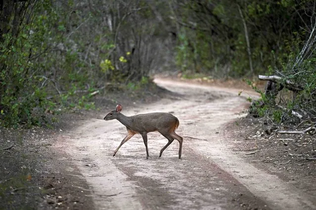 A Brown Brocket (Mazama gouazoubira) crosses a road at El Impenetrable National Park, Chaco province, Argentina, on October 28, 2022. Like huge scars in the forest of the Gran Chaco, the fields of sunflowers, transgenic soybeans and cattle appear among its dense dry and thorny vegetation. Deforestation is devouring the second most important biome in South America. (Photo by Luis Robayo/AFP Photo)