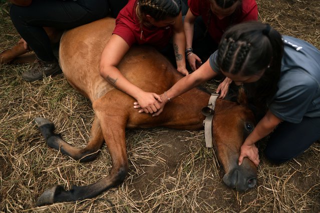 Veronica Rubial Gandara, 39, Sara Mourino Esperon, 29, and Judit Moraleda Garrido, 25, hold down a wild horse as they cut its mane during the 'rapa das bestas' or “shearing of the beasts”, inside the enclosure in the village of Amil, Galicia, Spain, on July 16, 2023. (Photo by Nacho Doce/Reuters)