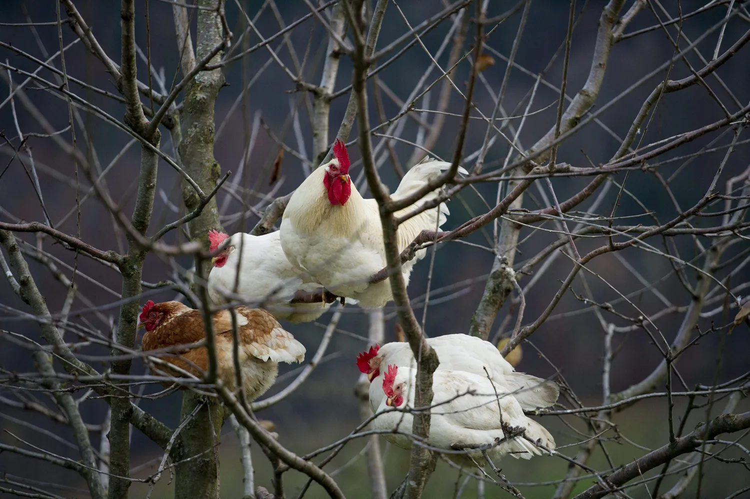 Птицы тоже ведут себя по разному. Куры на дереве. Петух на дереве. Курица на ветке. Куры спят на деревьях.