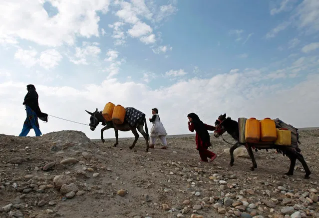 An Afghan internally displaced family carries water containers on their donkeys on the outskirts of Jalalabad city, Afghanistan, January 26, 2015. (Photo by Reuters/Parwiz)