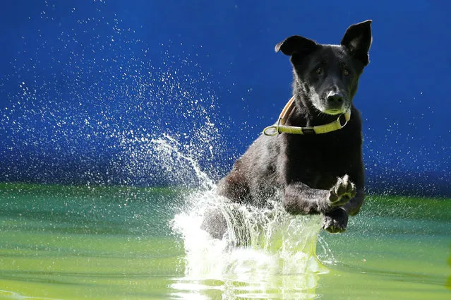 A dog jumps into the pool during Flying dogs competition in Kamnik, Slovenia, September 10, 2016. (Photo by Srdjan Zivulovic/Reuters)
