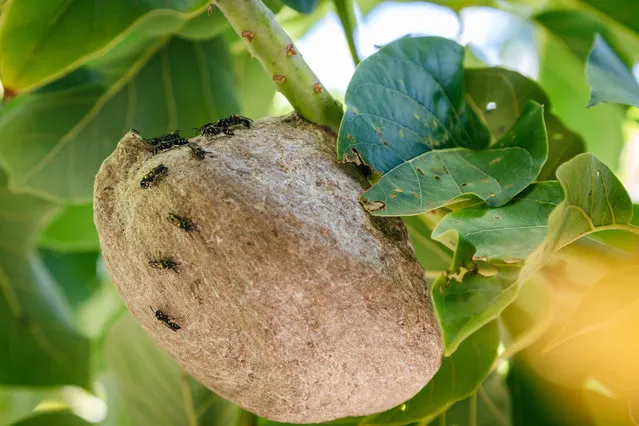 Camoati (Polybia occidentalis) social wasps build a nest attached to a tree branch in Asuncion, Paraguay on January 3, 2021. This species of eusocial wasp can be found in Central and South America. (Photo by Andre M. Chang/ZUMA Wire/Rex Features/Shutterstock)
