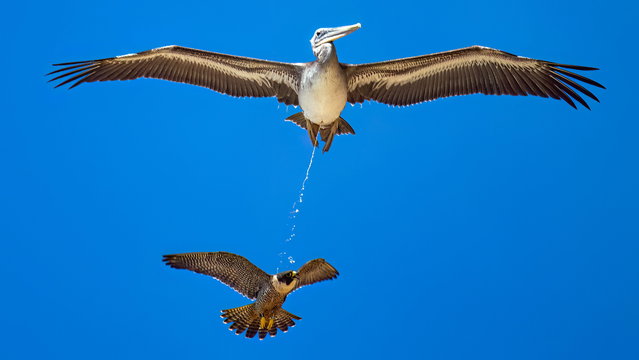 A wildlife photographer has captured a dramatic picture – of a bird pooping on another. Tuan Vo captured the action this month, in May 2025 as a pelican let its feeling known about being pursued by a peregrine falcon. Shooting at Torrey Pines State Beach, La Jolla in California, Tuan says: “During the breeding season, the peregrine falcons are so protective of their young ones. Any bird flying close to the nest will be looking for trouble from the female peregrine falcon. In this photo, the pelican was being chased by the female peregrine falcon. As it was so scared, it pooped while getting away”. (Photo by Tuan Vo/South West News Service)