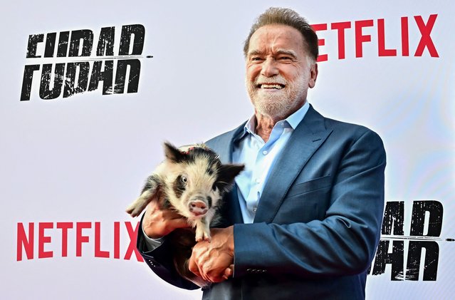 Austrian-US actor and former California governor Arnold Schwarzenegger holds a baby pig named Arnold Snortznegger as he attends the premiere of Netflix's “Fubar”, Season 2, at the Tudum Theater in Los Angeles on June 11, 2025. (Photo by Frederic J. Brown/AFP) Photo