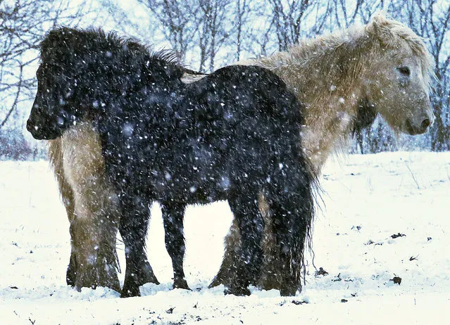 Two horses stand together in the snow storm in their paddock in Anspach near Frankfurt, Germany, Wednesday, January 17, 2018. (Photo by Michael Probst/AP Photo)