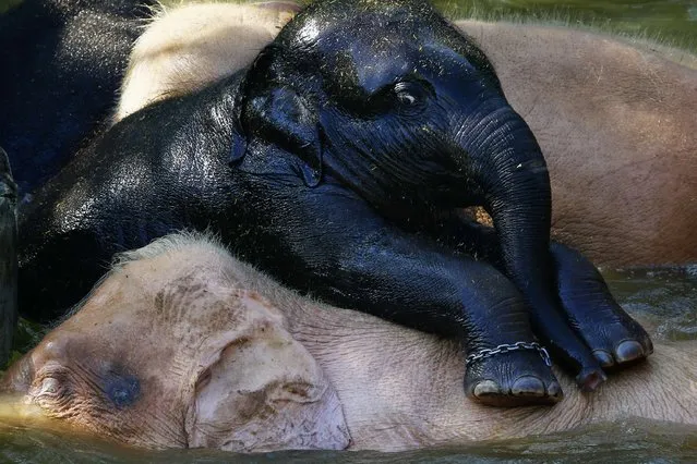 A baby elephant, which was found in a river during the rainy season, plays with white elephants during their bath in their enclosure near the Uppatasanti Pagoda in Naypyitaw November 10, 2014. The baby elephant is kept with five white elephants, seen as sacred signs of good fortune, peace and wealth in predominantly Buddhist Myanmar. (Photo by Damir Sagolj/Reuters)