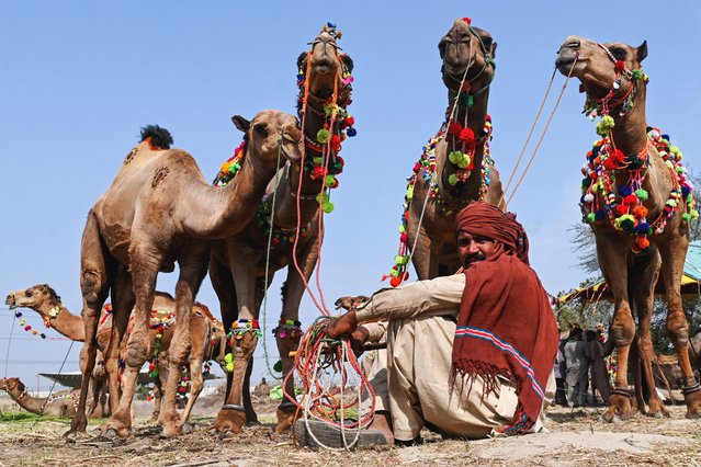 A herder sits amidst his camels at a cattle market in Lahore on June 3, 2025, ahead of the Muslim festival of Eid al-Adha. (Photo by Arif Ali/AFP Photo)