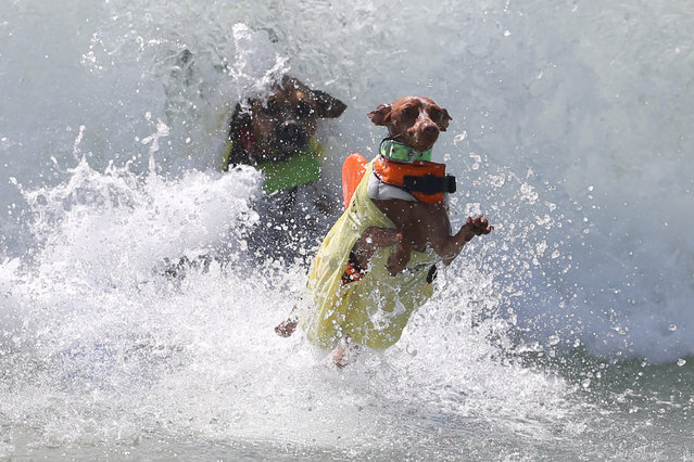 Two dogs wipe out during the Surf City Surf Dog competition in Huntington Beach, California, U.S., September 25, 2016. (Photo by Lucy Nicholson/Reuters)