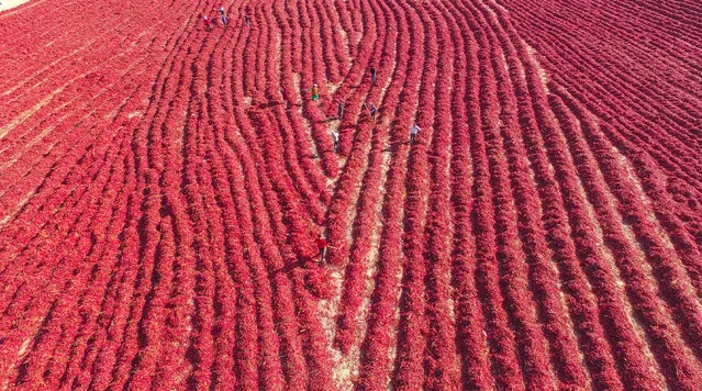 An aerial view of local farmers drying newly harvested chili peppers in the field as autumn comes, Kuqa county-level city, Aksu prefecture, northwest China's Xinjiang Uyghur Autonomous Region on October 7, 2020. (Photo by Rex Features/Shutterstock)