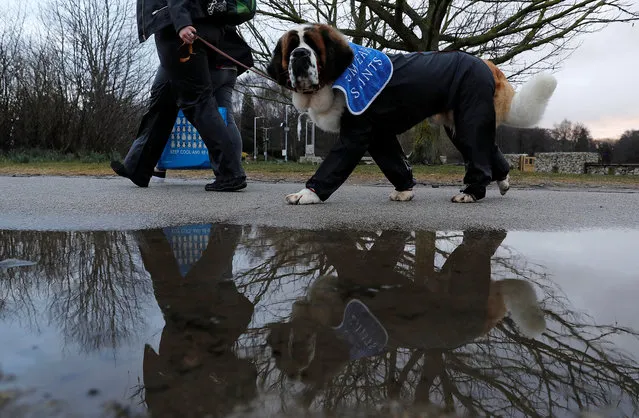 A woman with a Saint Bernard dog arrives for the first day of the Crufts Dog Show in Birmingham, Britain, March 8, 2018. (Photo by Darren Staples/Reuters)