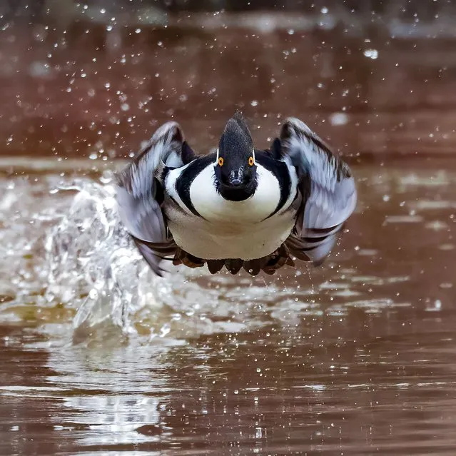 “I’m Coming for You” – a Male Hooded Merganser in Huntley Meadows Park, US. The winner in the behaviour – birds category. (Photo by Charles Schmidt/World Nature Photography Awards 2022)