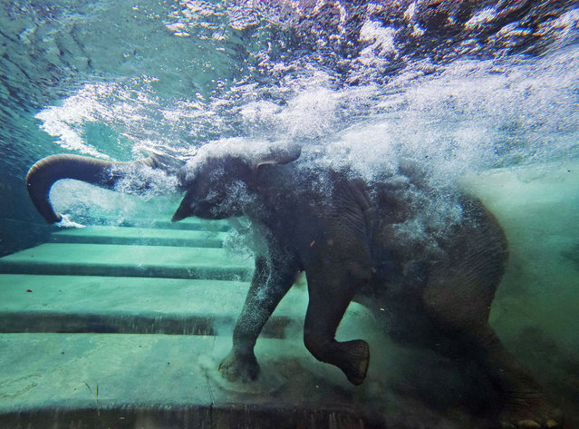 An elephant immerses behind a window in the elephants' indoor pool at the Zoo in Leipzig, Germany, Tuesday, August 5, 2014. (Photo by Jens Meyer/AP Photo)