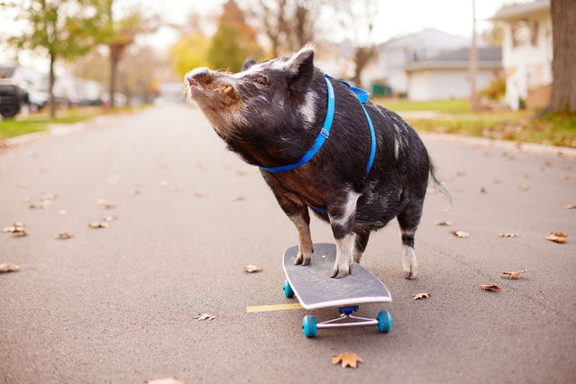 Norbert – fastest 10m pushing skateboard by a pig Guinness World Records. Photo released on September 24, 2025. (Photo by Kevin Scott Ramos/Guinness World Records)