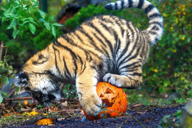 A young tiger tries to get at poultry parts hidden in a pumpkin at Magdeburg Zoo, Germany on October 30, 2025. The zoo is celebrating Halloween from October 31, 2025 to November 1, 2025. In addition to the puppet theater, children's carousel and children's train, visitors can carve their own pumpkins, which are then distributed to the zoo animals and serve as food. (Photo by Klaus-Dietmar Gabbert/Avalon)