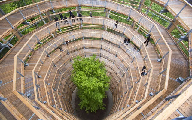 Visitors walk on a 40-meter-high spiral tower in the forest of Prora on the Baltic Sea island of Ruegen, Germany, on May 14, 2013. The tower is part of a new 1.25 kilometer Baumwipfelpfad (treetop trail) through the mixed forest of the region. The project, built around a new natural heritage center, is scheduled to be finished at the end of May. (Photo by Jens Buettner/DPA/AFP Photo)
